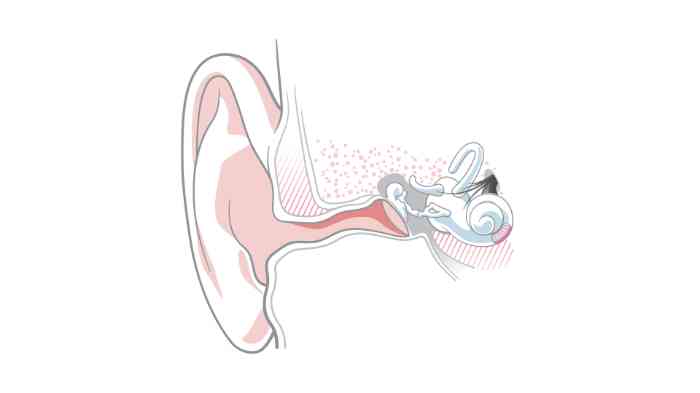 Die Anatomie des Ohres