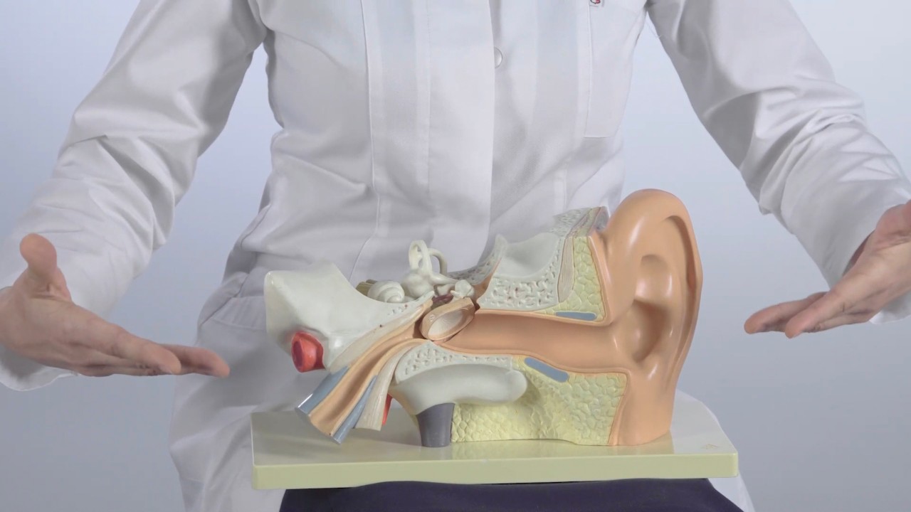 Démangeaison des oreilles - Causes et traitements | Amplifon CH