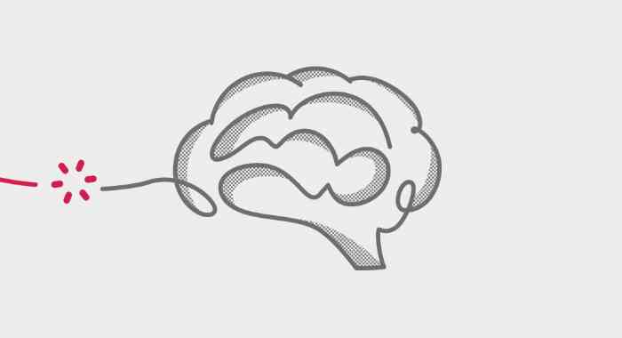 brain
